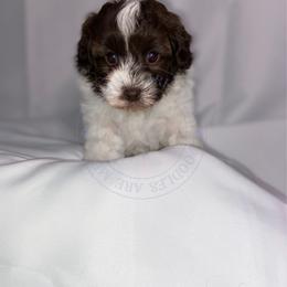 Maltipoo puppies from Maltipoos by Poodles Are Mixy