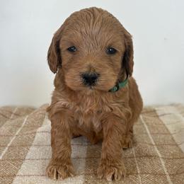 George - Apricot male Goldendoodle puppy in Strasburg, Virginia from Shenandoah Valley Doodles