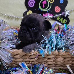 Silver Boy - Silver male Pug puppy in Tulsa, Oklahoma from Locust Creek Pugs