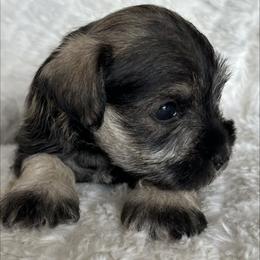 Puppy 6 - Black and silver female Miniature Schnauzer puppy in Ankeny, Iowa from Maple’s Cockapoo's and Libby's Schnauzer Puppies