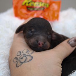 Reese - Phantom female Poodle puppy in Mount Sterling, Kentucky from Curly Country Poodles