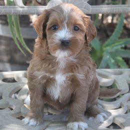 Australian Labradoodle Puppies from Labradoodle Story Tails