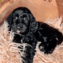 Honor - Black female Australian Labradoodle puppy in Decatur, Alabama from Southern Meadows Doodles