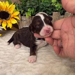 Pumpkin - Brown and white female Bernedoodle puppy in Seymour, Missouri from D and D’s Dandy Doodles