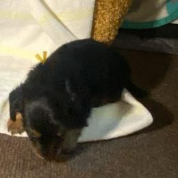 ASHA AKC REGISTERED FEMALE - Black and tan female Dachshund puppy in Elizabethtown, Kentucky from Teeny Tiny Puppy Tails