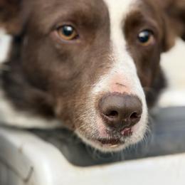 Border Collie puppies from Wild Rose Ranch