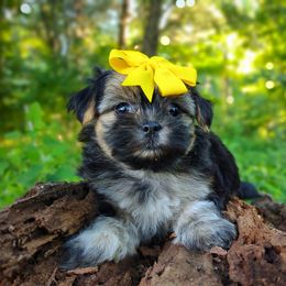 Companion Cross, Havanese, Mal-Shi, Maltese, Maltipoo, Morkie, and Shih Tzu Puppies from Seeking Shalom Acres Maltese, Maltipoos & Havamalts