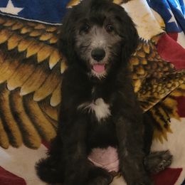 Goldendoodle Puppies from Country Pups Doodles