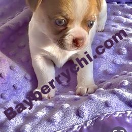 LYRIC 3900 - Red and white female Chihuahua puppy in Richmond, Virginia from Bayberry Chihuahuas