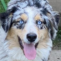 Holly - Australian Shepherd