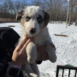 Boy 1 - Dapple male Dachshund puppy in Cabool, Missouri from Shannon Dachshunds
