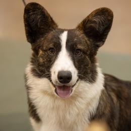 Vesper - Brindle and white female Cardigan Welsh Corgi puppy in Bixby, Oklahoma from KaloKalo Cardigans