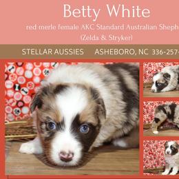Betty White - Red merle female Australian Shepherd puppy in Asheboro, North Carolina from Stellar Aussies