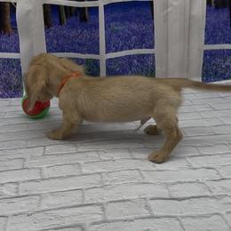Chocolate Based Cream Longhair Male (Orange Collar) - Cream male Dachshund puppy in Killeen, Texas from Southern Dachshunds