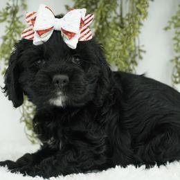 American Corgi, Basset Hound, and Cocker Spaniel Puppies from Oak Hollow Farms