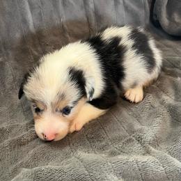 Jigsaw - Blue male Pembroke Welsh Corgi puppy in Hillsville, Virginia from Bonderosa Kennels