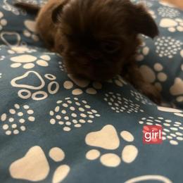 Girl - Liver female Shih Tzu puppy in Norris City, Illinois from Dainty and Darling Shih Tzu
