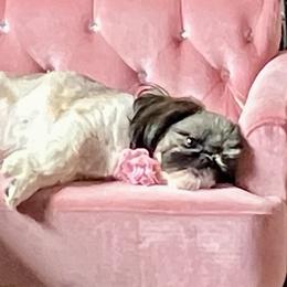 Ripley - Shih Tzu