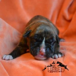 Toast - Brindle female Boxer puppy in Earlsboro, Oklahoma from Lieben Boxers