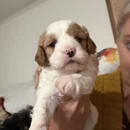 Ranger - Cream male Cavapoo puppy in Santaquin, Utah from Willow & Wag Farm