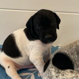 Cowboy - Black and white male German Shorthaired Pointer puppy in Hot Springs, Virginia from Thunder Mountain Gun Dogs