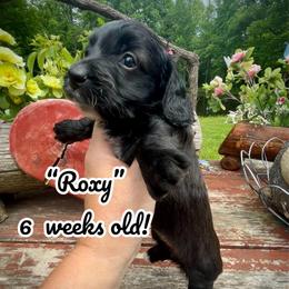 Roxy - Black and white female Assorted Doodle Crosses puppy in Coal City, Indiana from Angel Blue Dogs