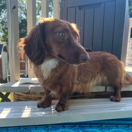 Red - Dachshund