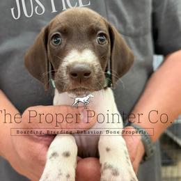 Justice - female German Shorthaired Pointer puppy in Six Mile, South Carolina from The Proper Pointer Co.