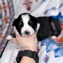 Dimples - Black tri male Toy Australian Shepherd puppy in Liberty Hill, Texas from Pistol Paws Aussies