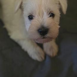 Star - White female Miniature Schnauzer puppy in Dozier, Alabama from The Bearded Lady Miniature Schnauzers