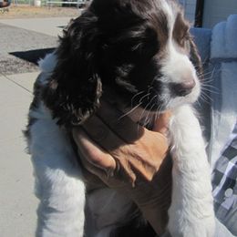 English Springer Spaniel Puppies from Snowy Butte Springer Spaniels