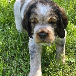 Monica - Black white and tan female English Springer Spaniel puppy in Perry, New York from Chappell Hill Springers