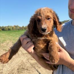 Archie - Red  male Goldendoodle puppy in Hillsdale, Michigan from My Buddy Ol’ Paws