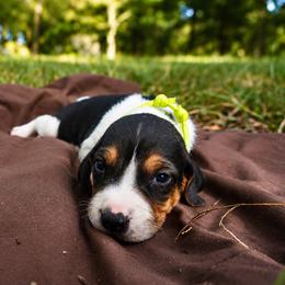 Yellow girl - Tri-colored female Treeing Walker Coonhound puppy in Lovelady, Texas from 3 Color Kennel