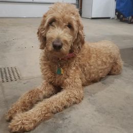 Goldendoodles from Wilmas Goldendoodles