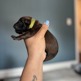 Favor- lime green - Fawn sable female Belgian Malinois puppy in North Carolina from Furia Ignis Belgian Malinois