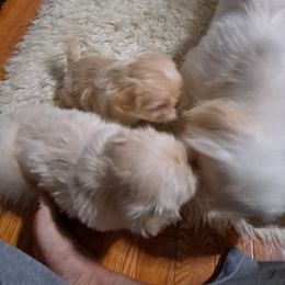 Shih Tzu Puppies from N.F.S.T Imperial ShihTzu Puppies.