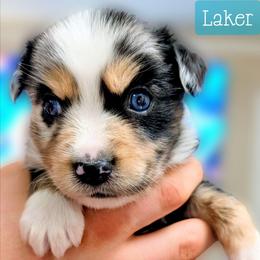 Laker - Blue merle male Miniature Australian Shepherd puppy in Punta Gorda, Florida from Christie's Creekside Aussies