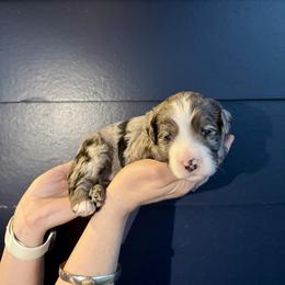 Bernedoodle, Cavalier King Charles Spaniel, and Poodle Puppies from Ellas.Pups (Bernedoodles & Cavapoos)