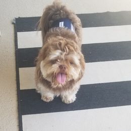 Remmington - Shih Tzu