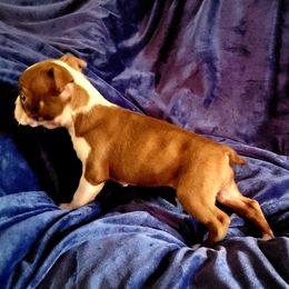Boston Terrier Puppies from The Christian Bostons