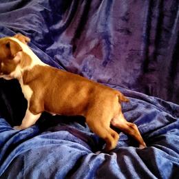 Boston Terrier Puppies from The Christian Bostons