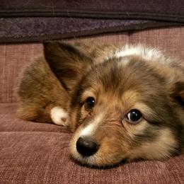 American Corgi and Pembroke Welsh Corgi Puppies from The Adirondack Corgi