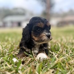 Rosie Cotton - Brown white and tan female Cockapoo puppy in Tallahassee, Florida from Panhandle Pups