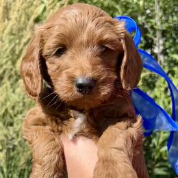 Blue Male - Apricot male Goldendoodle puppy in Great Falls, Montana from Montana Goldendoodles