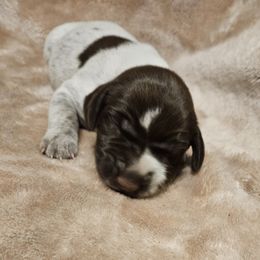 Luna - White and liver female German Shorthaired Pointer puppy in Norwich, Connecticut from Parker's Pointers