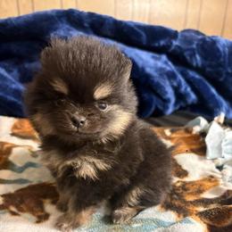 Ash - Black and tan parti female Pomeranian puppy in Denver, Colorado from Tiny Tornado Poms