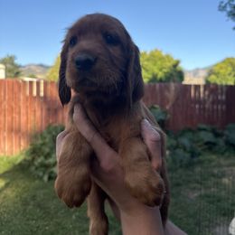 Light Pink-Ginny Weasley - Mahogany female Irish Setter puppy in Franklin, Idaho from Spring Creek Irish Setters