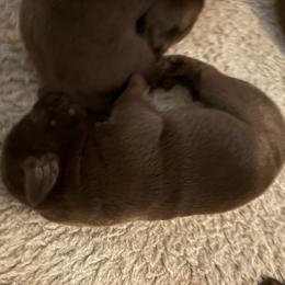 John Dillinger - Chocolate male Labrador Retriever puppy in Turner, Maine from Bear Pond Retrievers