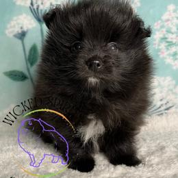 HOLD AKC FERNANDO - Black male Pomeranian puppy in Watkins Glen, New York from Wicked Spirits Pomeranians